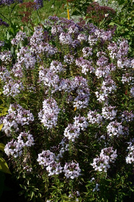 Cleome x 'Senorita Blanca'